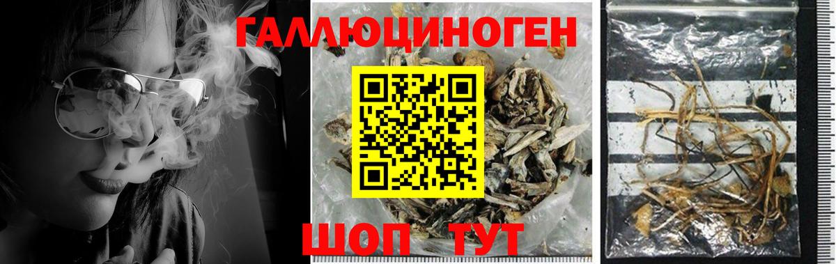 Псилоцибиновые грибы прущие грибы Сальск
